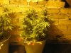 Day 75 - Plant 2.jpg