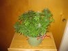 Day 80 - Plant 2.jpg