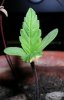 Mapleseedling2.jpg