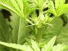 female 4 days flowering.jpg