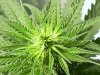 white widow female 24 days old and 4 days flowering.jpg