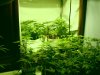 big bud & white widow 24 days from seed.jpg