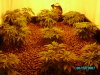 may 24 first day of flower 001.JPG