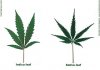 2600-indica-sativa-leaves.jpg