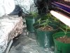 DSC02279.JPG