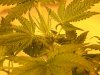 6 days flowering 001.jpg
