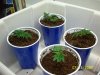 Clones-planted-4-21-08003.jpg