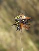 Spiny Wheel Weaver 02.JPG
