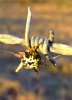 Spiny Wheel Weaver 05.JPG