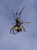 Golden Orb Weaver 40.JPG