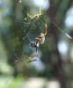 Golden Orb Weaver 34.JPG