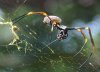 Golden Orb Weaver with prey 01.jpg