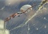 Golden Orb Weaver female with male and Quicksilver spiders 01.JPG