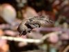 Wheel-Weaving Garden Spider-Eriophora transmarina-Profile.JPG