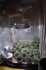 new grow room 019.jpg