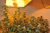 new grow room 013.jpg