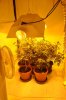 new grow room 015.jpg