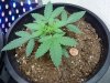 topped seedling nov.jpg