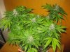 Day 85 - Plant 1.jpg