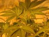 flowering 006.jpg