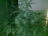 abm2010-302041-albums-cheese-picture1262063-cheese-plant.jpg