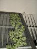 1st harvest 006.jpg