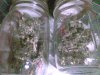 buds jars.jpg