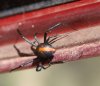Red-Back04.jpg