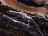 Southern Spotted Velvet Gecko.jpg