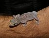 Southern Spotted Velvet Gecko-02.jpg
