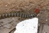 centipede02.jpg