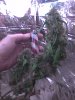 11-23 big buds.jpg