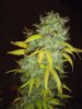 mk2harvest (2)_576x768.JPG