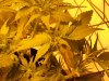 Day 41, Flowering Day 16, Blueberry Gum Budshot 5.jpg