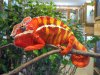 panther_chameleon_111104.jpg