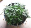 Day_24_veg_1.JPG