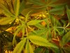 The Grow II (10).jpg