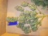 Jack Herer Harvest (11).jpg