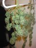 Jack Herer Harvest (8).jpg