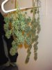 Jack Herer Harvest (9).jpg