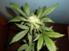 PC Girls 28 Days Flower (11).jpg