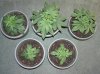 1st Grow 001.jpg