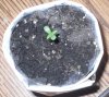Little plant.jpg