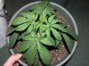 1st grow stage 2 010.jpg