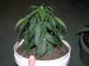 1st grow stage 2 006.jpg