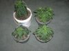 1st grow stage 2 023.jpg