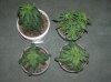 1st grow stage 2 024.jpg