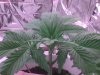 30 choo new growth.jpg