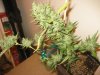 blue dream day 65.jpg