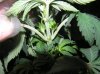 1st grow stage 2 041.jpg